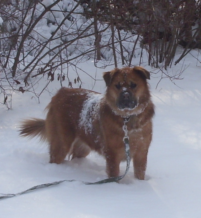 Snowcrop